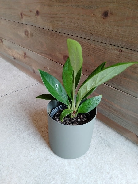 アンスリウム・ブロウマニー 3号【店頭受取】