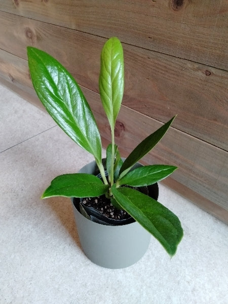 アンスリウム・ブロウマニー 3号【店頭受取】