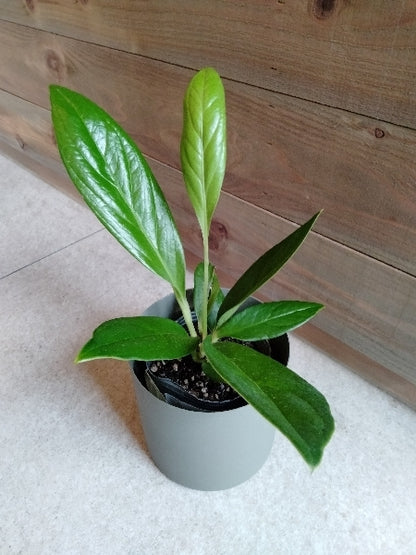 アンスリウム・ブロウマニー 3号【店頭受取】