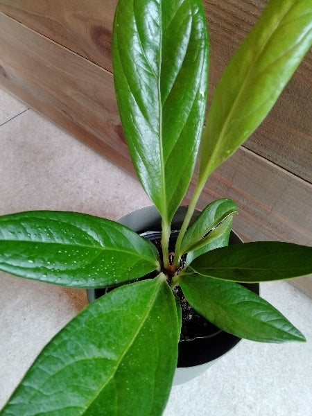 アンスリウム・ブロウマニー 3号【店頭受取】