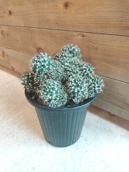 マミラリア・紫丸 5号【店頭受取】