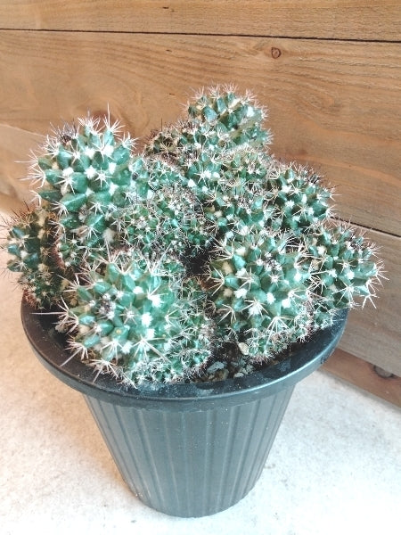 マミラリア・紫丸 5号【店頭受取】