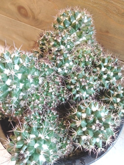 マミラリア・紫丸 5号【店頭受取】