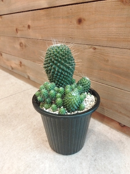 マミラリア・ピコ モンスト5号【店頭受取】