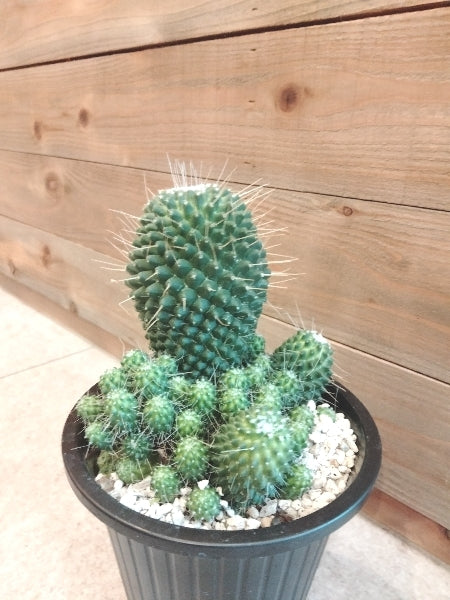 マミラリア・ピコ モンスト5号【店頭受取】