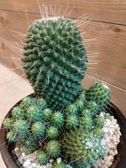 マミラリア・ピコ モンスト5号【店頭受取】