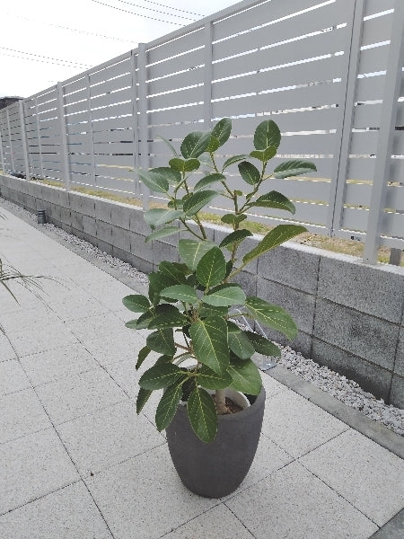 フィカス・ベンガレンシス 7号 M【店頭受取】