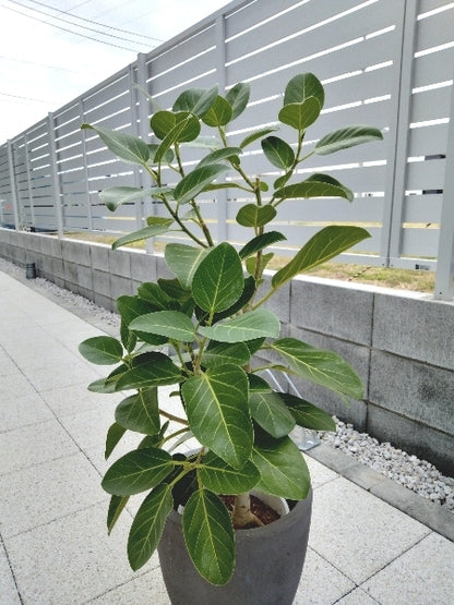 フィカス・ベンガレンシス 7号 M【店頭受取】