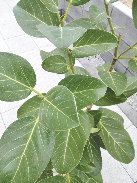 フィカス・ベンガレンシス 7号 M【店頭受取】