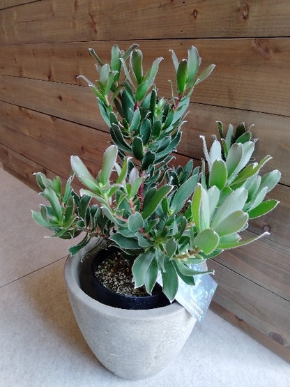 リューカデンドロン・グクラ 5号【店頭受取】