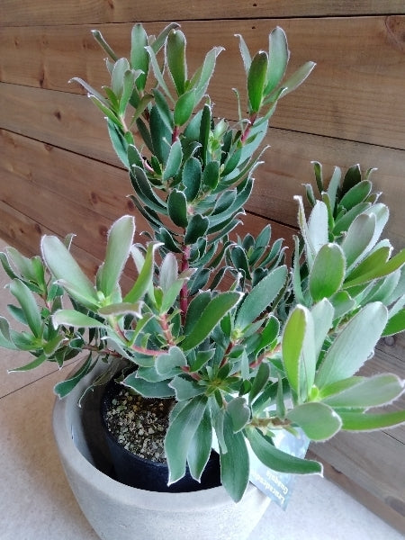 リューカデンドロン・グクラ 5号【店頭受取】