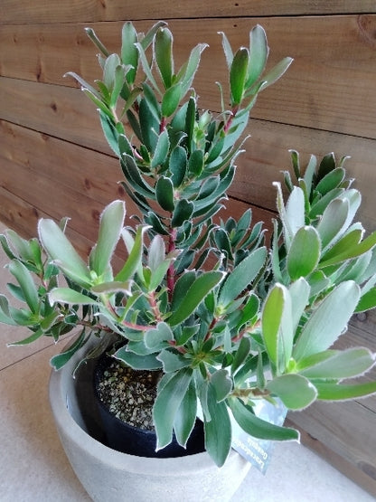 リューカデンドロン・グクラ 5号【店頭受取】