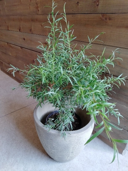 シルバーティーツリー 5号【店頭受取】