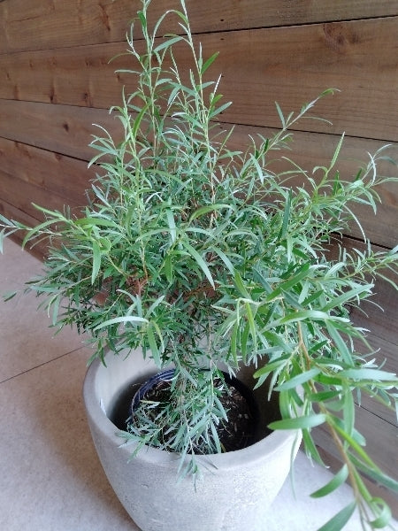 シルバーティーツリー 5号【店頭受取】