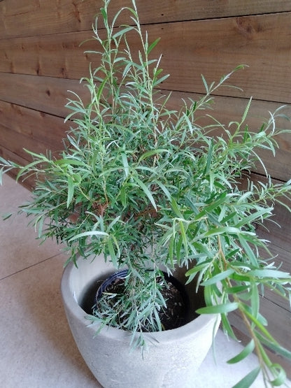 シルバーティーツリー 5号【店頭受取】