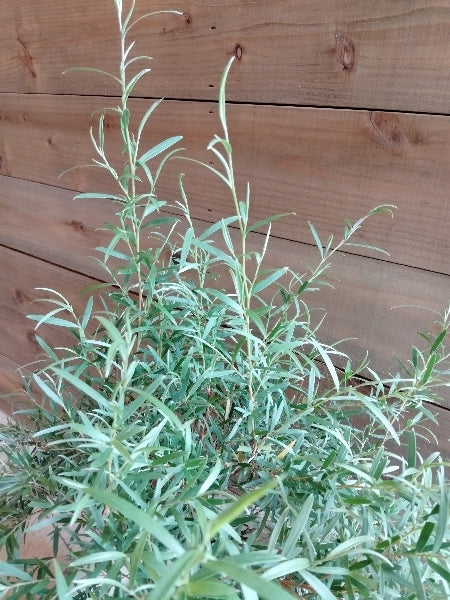 シルバーティーツリー 5号【店頭受取】