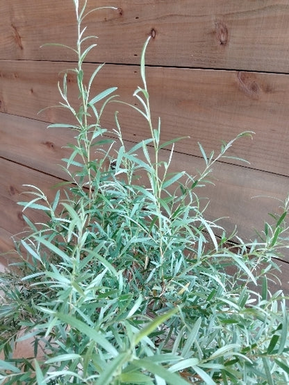 シルバーティーツリー 5号【店頭受取】