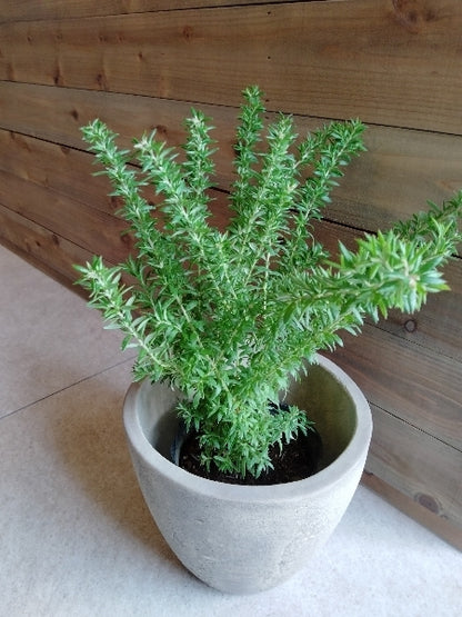 グレビレア・ピグミーダンサー 5号【店頭受取】