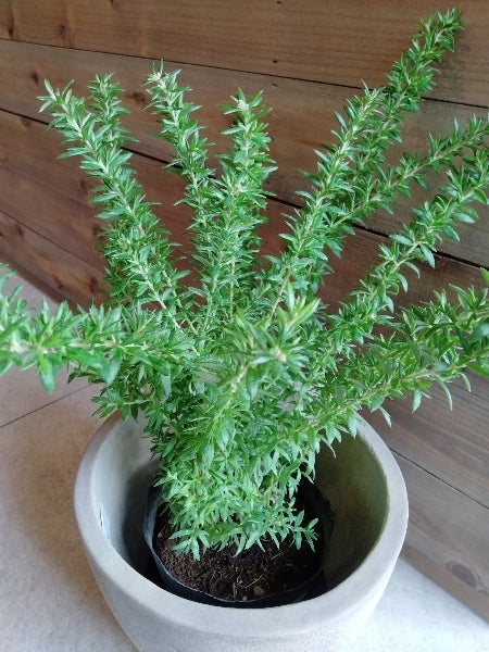 グレビレア・ピグミーダンサー 5号【店頭受取】