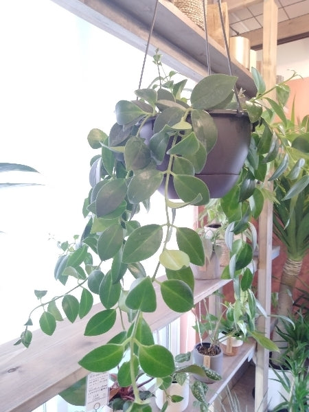 エスキナンサス・ラディカンス 5号【店頭受取】