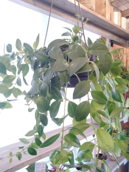 エスキナンサス・ラディカンス 5号【店頭受取】