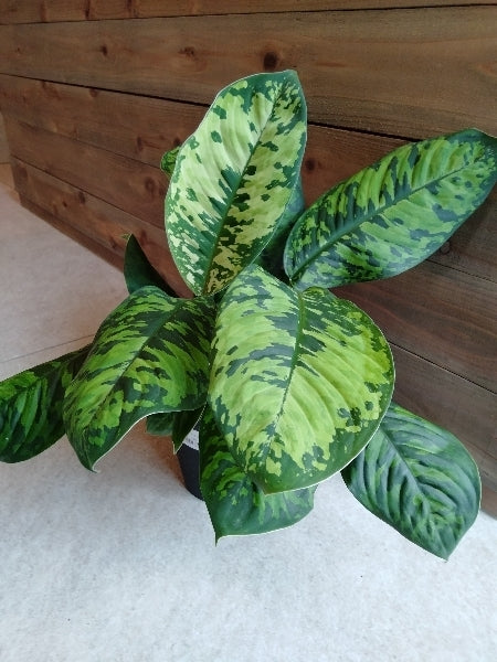 ホマロメナ・カモフラージュ 5号【店頭受取】