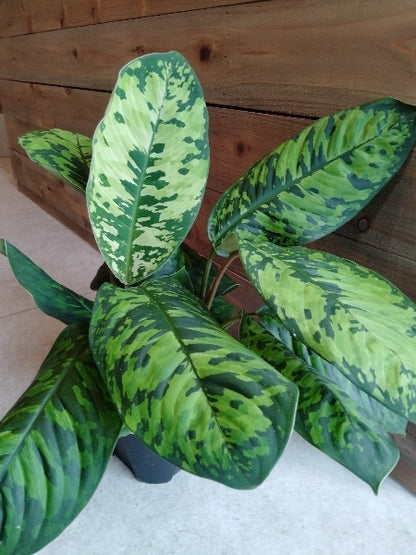 ホマロメナ・カモフラージュ 5号【店頭受取】