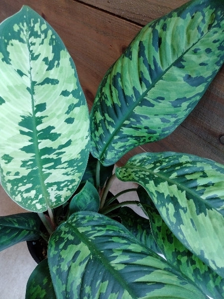 ホマロメナ・カモフラージュ 5号【店頭受取】