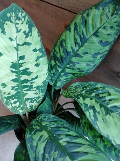 ホマロメナ・カモフラージュ 5号【店頭受取】