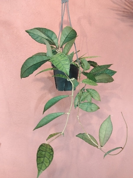 ホヤ・カリストロフィラ 4号【店頭受取】