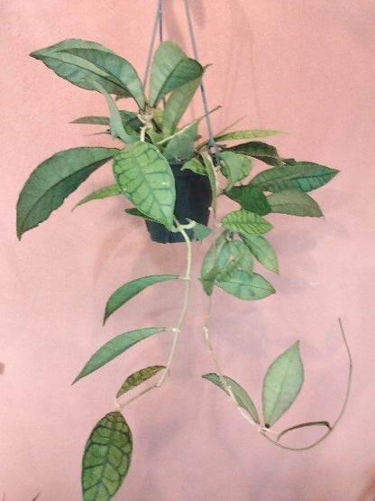 ホヤ・カリストロフィラ 4号【店頭受取】