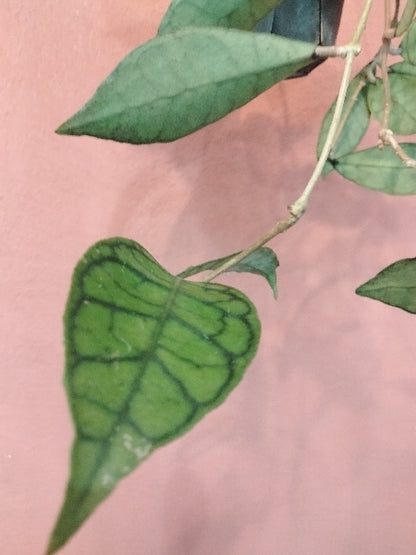 ホヤ・カリストロフィラ 4号【店頭受取】