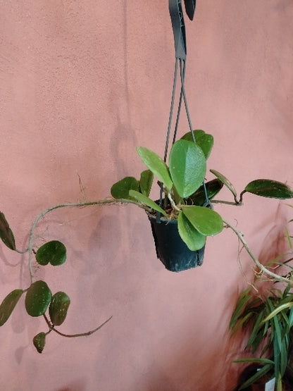 ホヤ・オボバタ 4号【店頭受取】