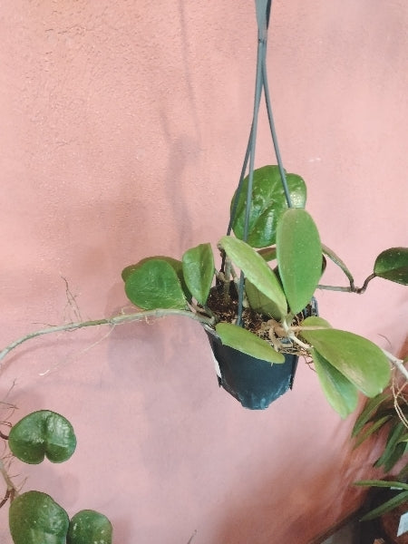 ホヤ・オボバタ 4号【店頭受取】