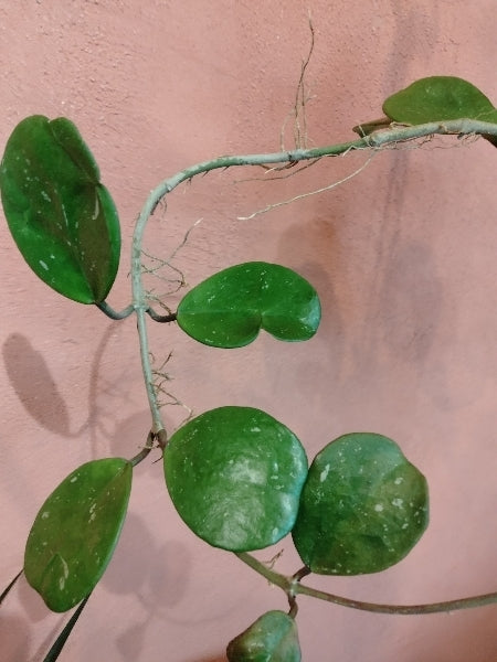 ホヤ・オボバタ 4号【店頭受取】