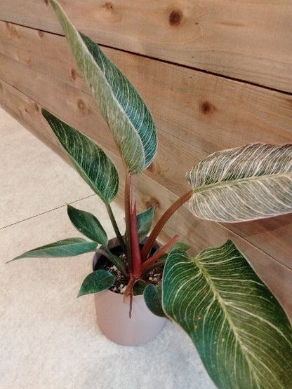 フィロデンドロン・ピンクバーキン 3号【店頭受取】