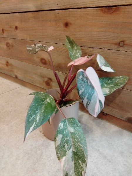 フィロデンドロン・ピンクプリンセス 3.5号【店頭受取】