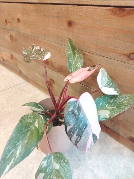 フィロデンドロン・ピンクプリンセス 3.5号【店頭受取】