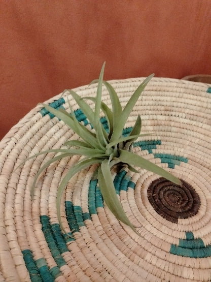 チランジア・カピタータピーチ R【店頭受取】