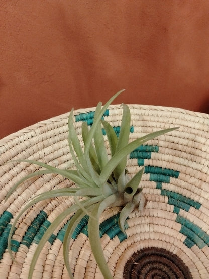 チランジア・カピタータピーチ R【店頭受取】