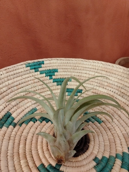 チランジア・カピタータピーチ R【店頭受取】