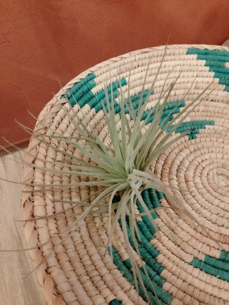 チランジア・コットンキャンディ L【店頭受取】