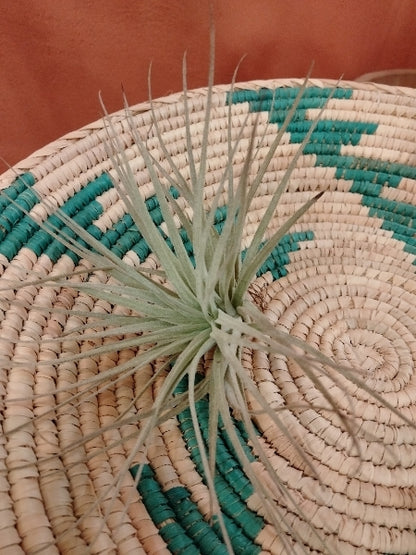 チランジア・コットンキャンディ L【店頭受取】