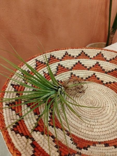 チランジア・フラボブラクテアータ L【店頭受取】