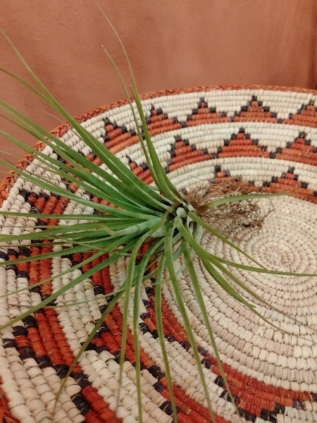 チランジア・フラボブラクテアータ L【店頭受取】