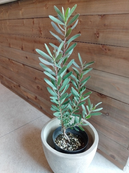 リューカデンドロン・レッドジェム 5号【店頭受取】