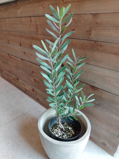 リューカデンドロン・レッドジェム 5号【店頭受取】