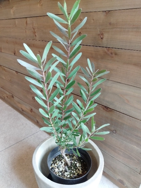 リューカデンドロン・レッドジェム 5号【店頭受取】