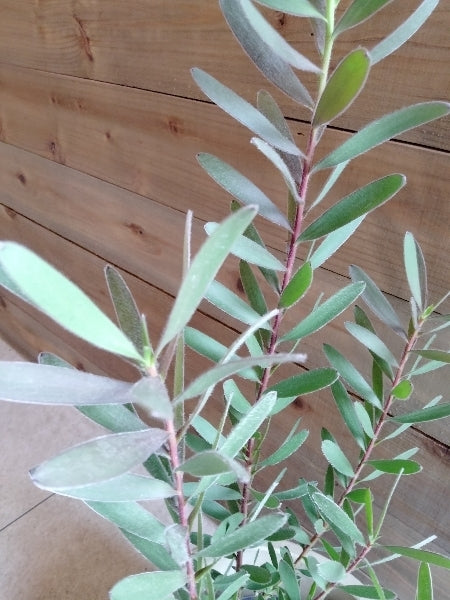 リューカデンドロン・レッドジェム 5号【店頭受取】