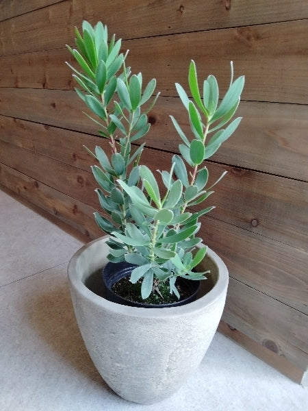 リューカデンドロン・サマーサン 5号【店頭受取】